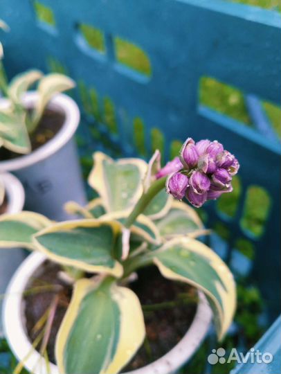 Мини хоста серия 