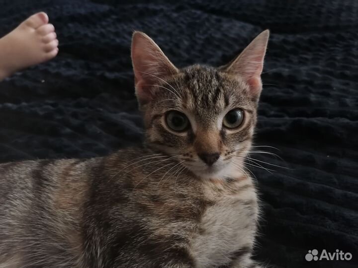 Кошка в дар