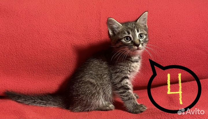 Котятки- малыши в поисках дома