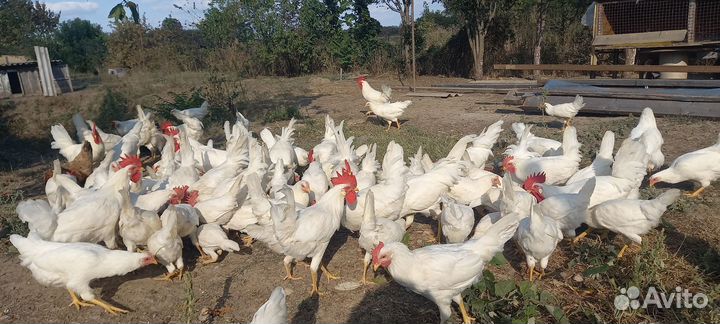 Петушки леггорна