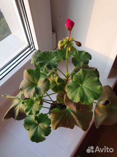 Пеларгония герань