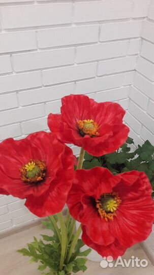 Маки букет цветы