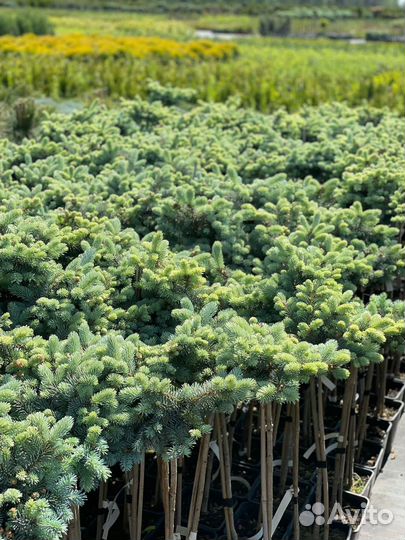 Растения на штамбе