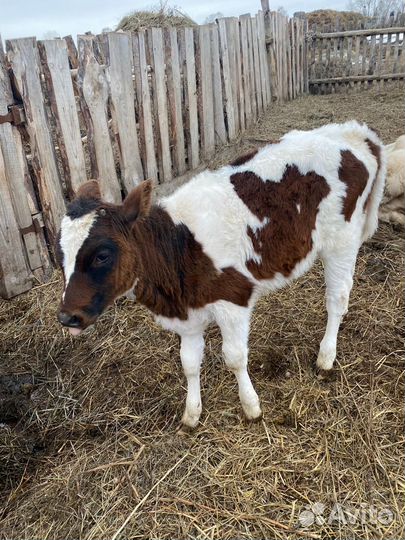 Коровы телки телята