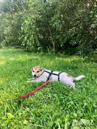 Маленькая собачка Мия 1,5 года