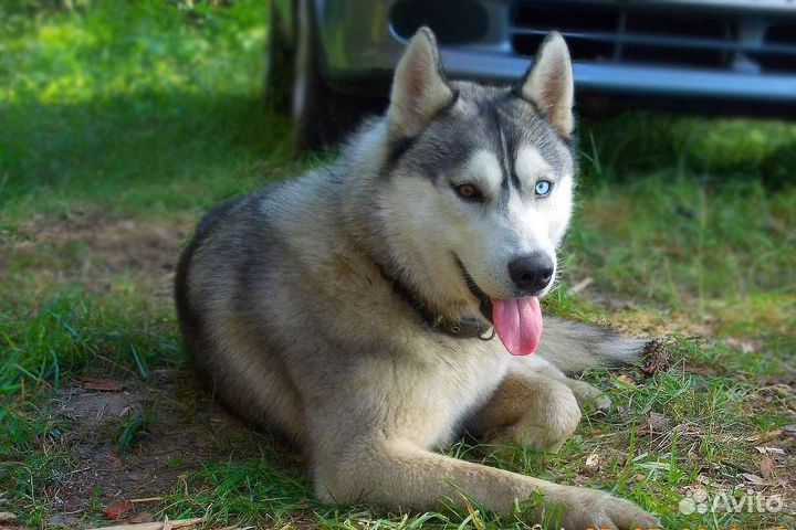 Сибирский хаски