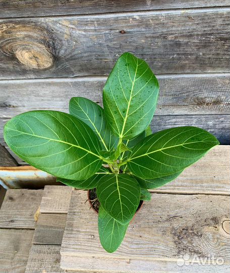 Фикус бенгальский одри