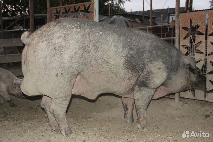 Продам Дюрка