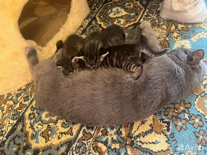 Милейшие котята