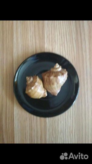 Ракушки морские
