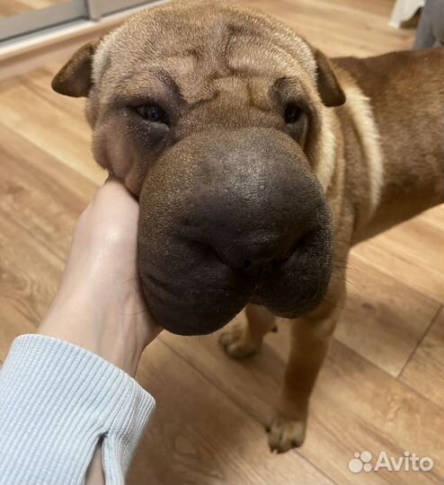 Шарпей на вязку