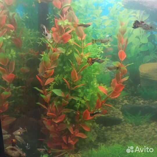 Рыбки Гуппи