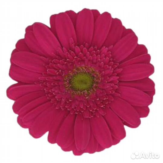 Розовая гербера