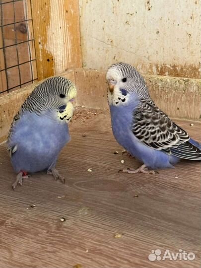 Попугай. Молодые выставочные Чехи