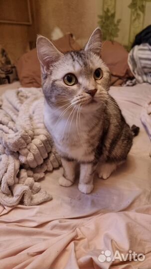 Кошка. В добрые руки