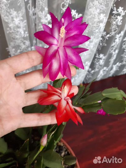 Декабрист красный белый розовый желтый