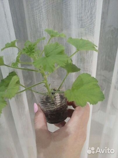 Пеларгония герань королевская