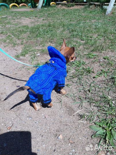 Свитер для собаки