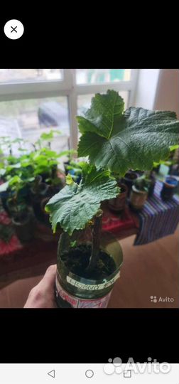 Саженцы винограда