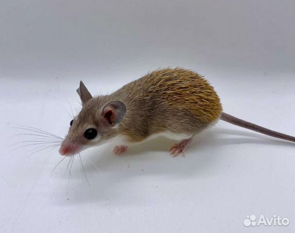 Акомис иглистая мышь