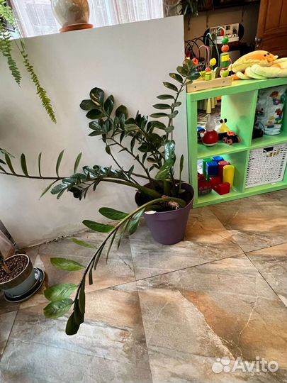 Замиокулькас