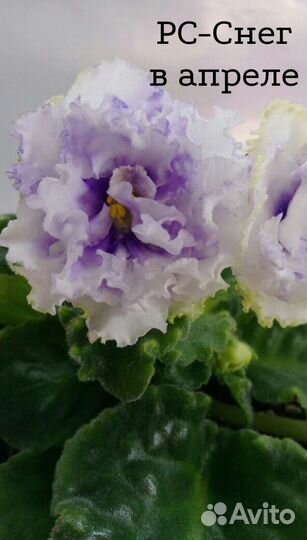 Укорененные детки и пасынки сортовых фиалок