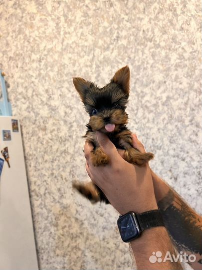 Йоркширский терьер