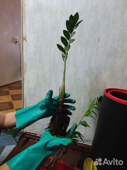 Замиокулькас цветы