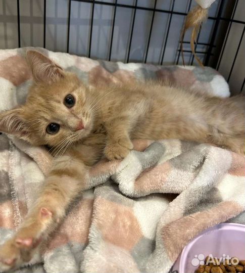 Рыжая котёнок девочка