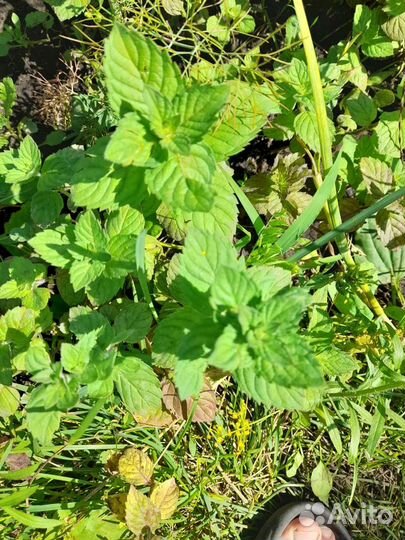 Мята лимонная мелисса, стрелки чеснока