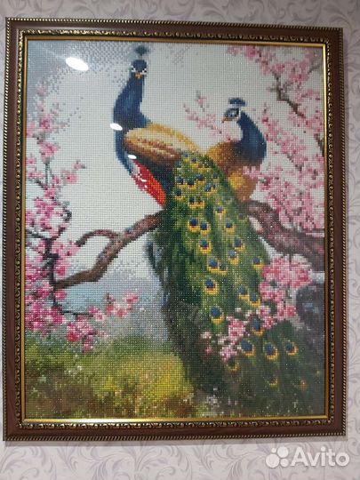 Павлины продажа