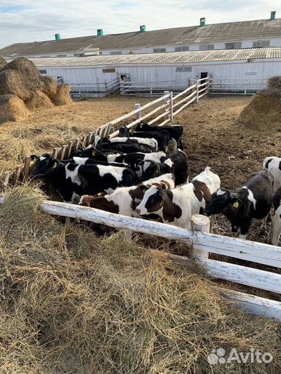 Телки, бычки и телята