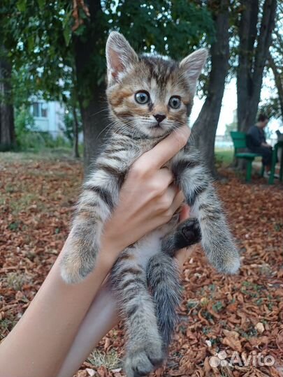 Котенок девочка в добрые руки