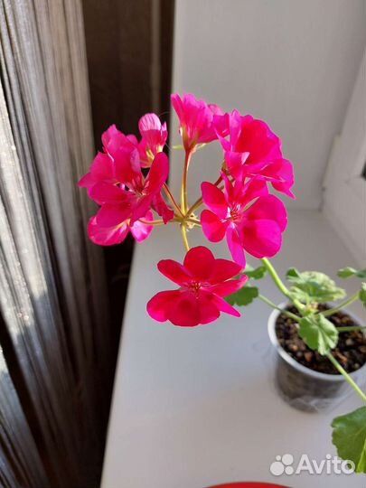 Пеларгония герань