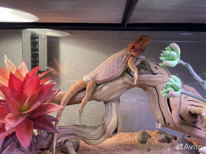 Tеррариум Exo Terra