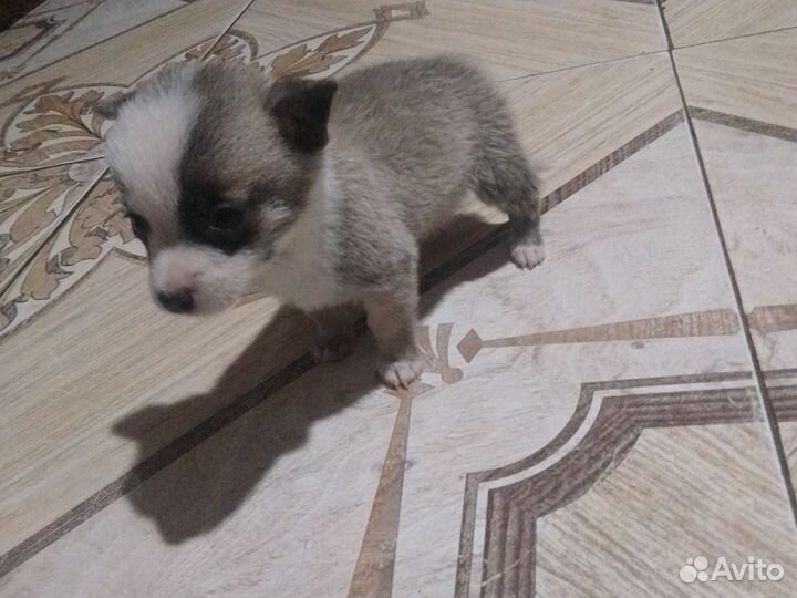 Щенки чихуахуа