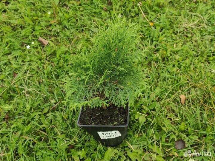 Туя Литлл Гиант