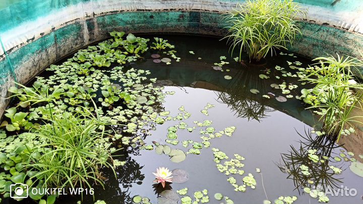 Гиацинт водный, пистия, роголистник