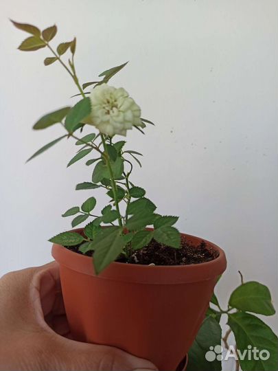 Роза комнатная