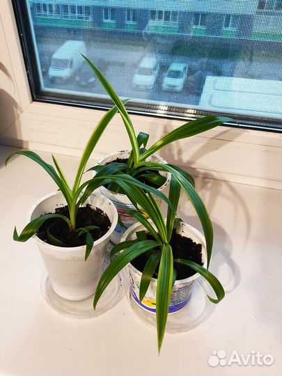 Хлорофитум