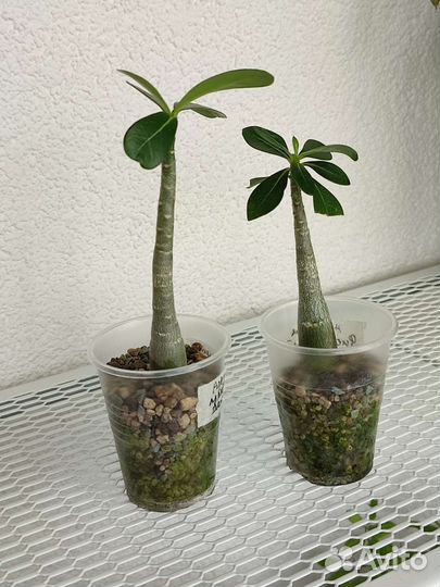 Домашний цветок Адениум