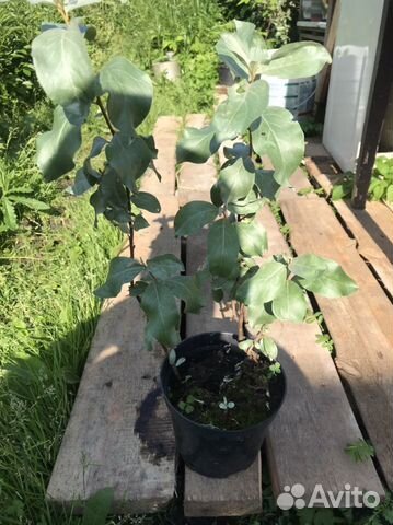 Лох серебристый