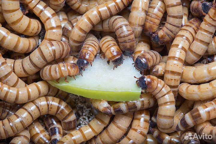 Зофобас,таракан туркменский живой корм