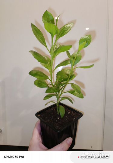 Остеоспермум вегетативный