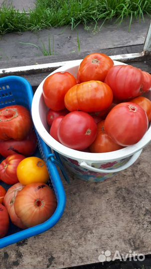 Помидоры