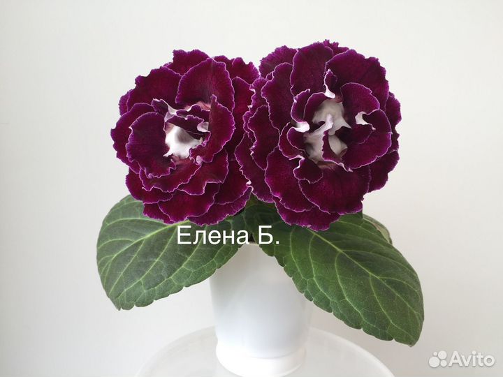 Глоксинии (детки)