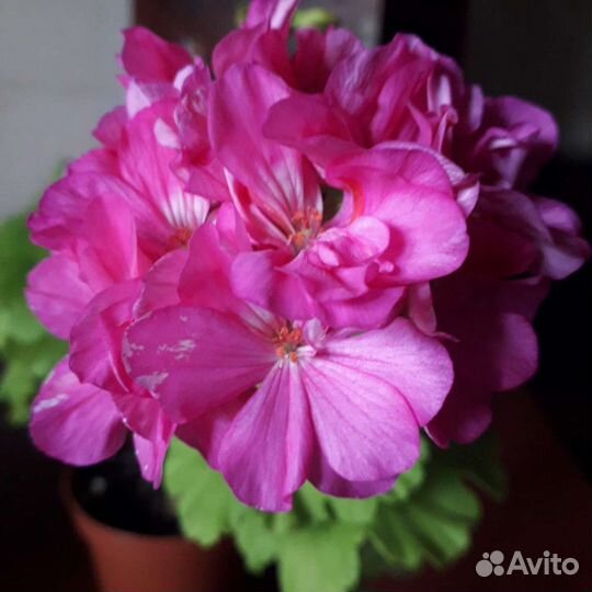 Пеларгонии сортовые