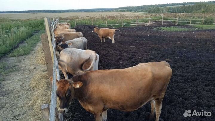 Корова порода Джерси