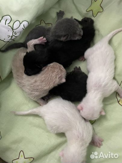 Отдам котят в добрые руки