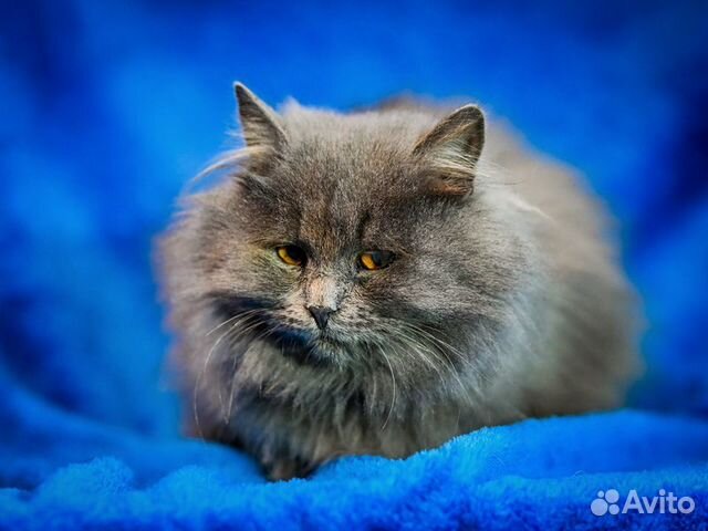 Персидский котенок Мелисса в добрые руки объявление продам